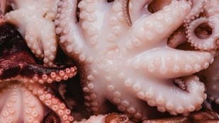pulpo
