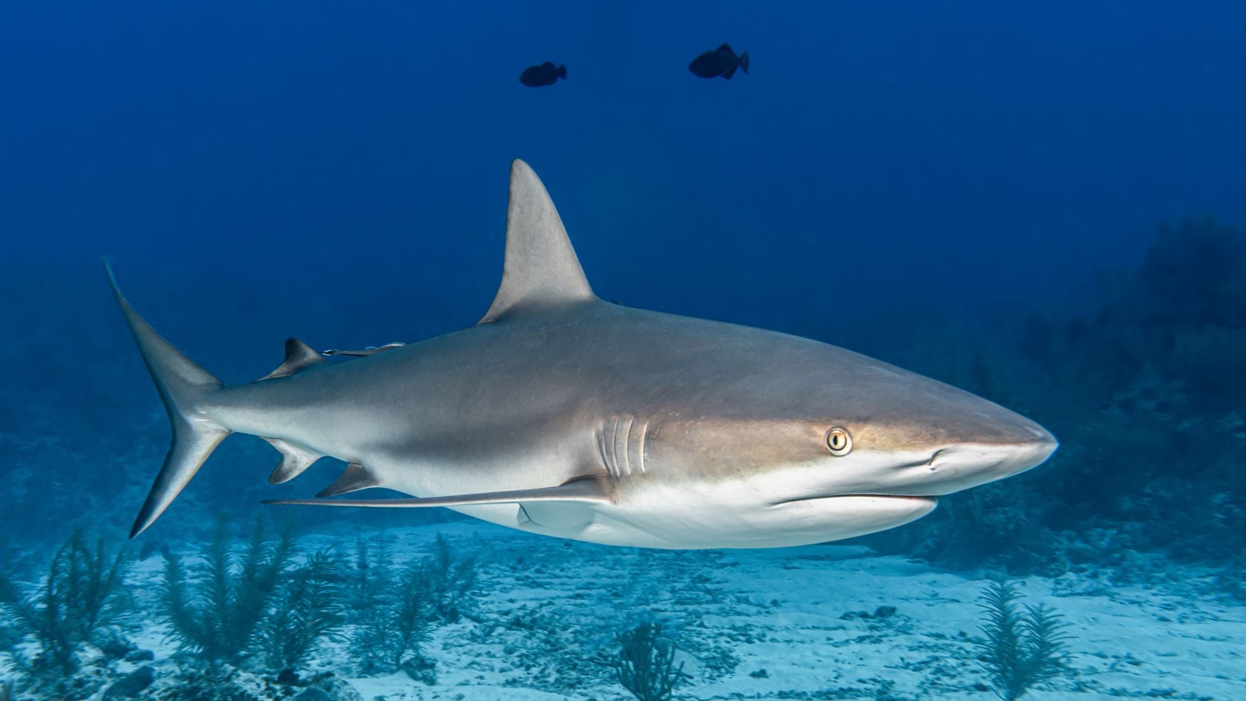 Los zoólogos no ocultan su asombro: graban por primera vez un tiburón en aguas de la Antártida a 1,2 ºC