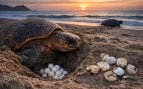 Tortugas, animales, curiosidades
