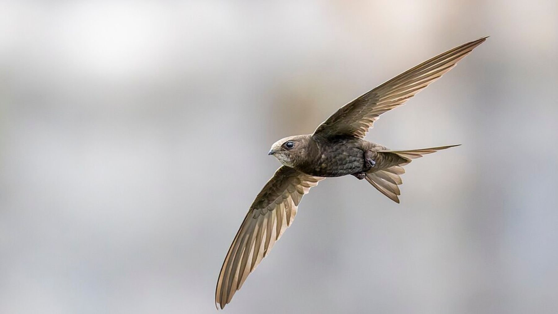 Ver para creer: en Escocia instalan ladrillos-nido en los edificios nuevos, y piden hacer lo mismo en España