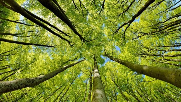 Los bosques nos proveen de todo tipo de productos y servicios ecosist&eacute;micos.