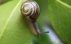 Importancia de los caracoles para la humanidad, extinción caracoles, caracol en la cadena trófica, peligro ambiental de falta de caracoles.