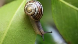Importancia de los caracoles para la humanidad, extinción caracoles, caracol en la cadena trófica, peligro ambiental de falta de caracoles.