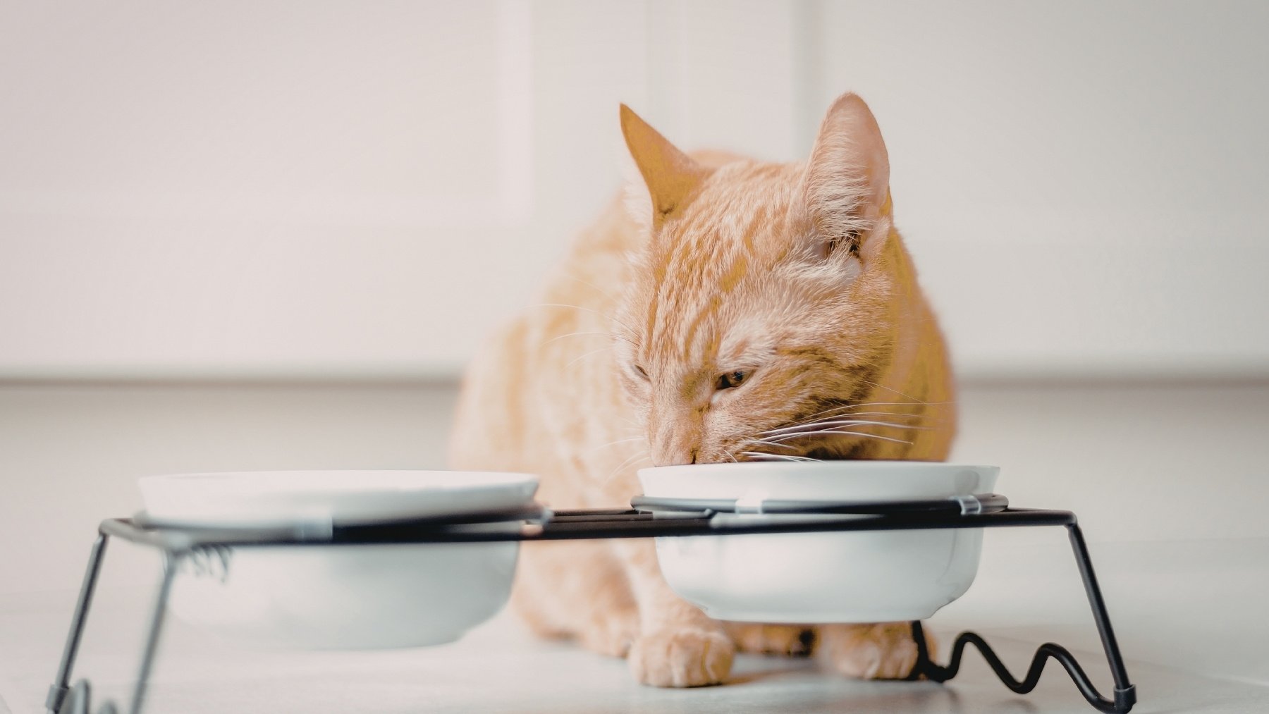 El aviso de los veterinarios que preocupa a los dueños de los gatos en España: Si come deprisa...