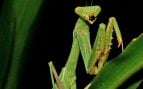 Mantis asiáticas gigantes