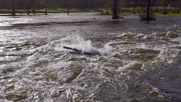 Río Alberche desbordado