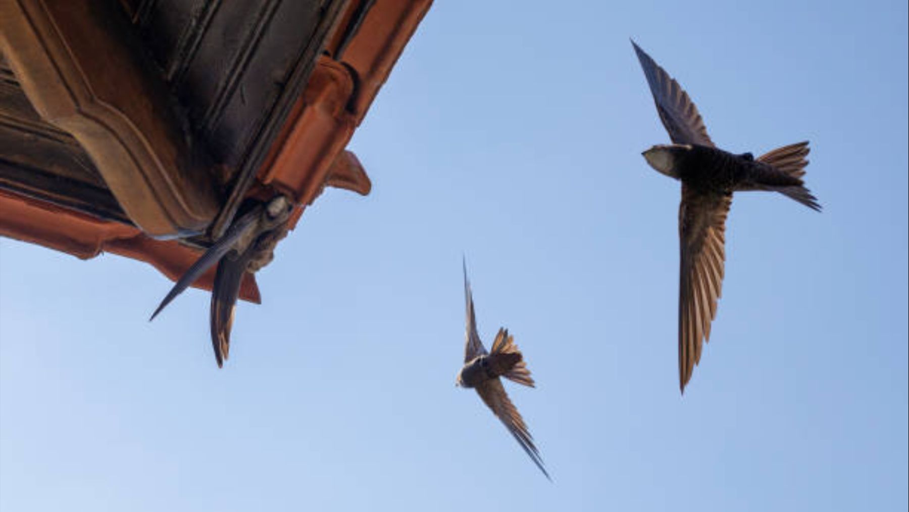 Suena raro pero la ciencia lo avala: en Escocia están haciendo ladrillos nido para pájaros y piden que se haga en España