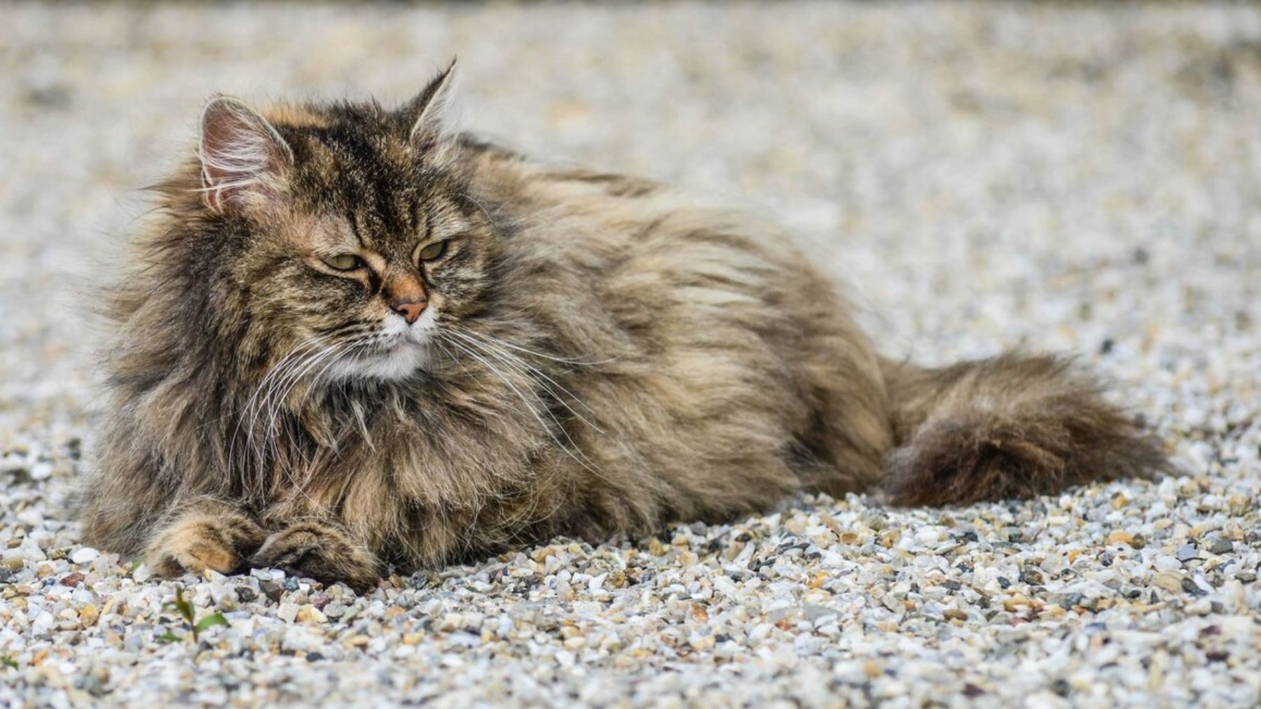 Los expertos alertan: si observas esta señal en tu gato, debes acudir inmediatamente al veterinario