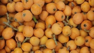 Los nísperos son frutas de origen asiático, ricas en potasio y vitamina A. (Foto de Dx21 en Pixabay)