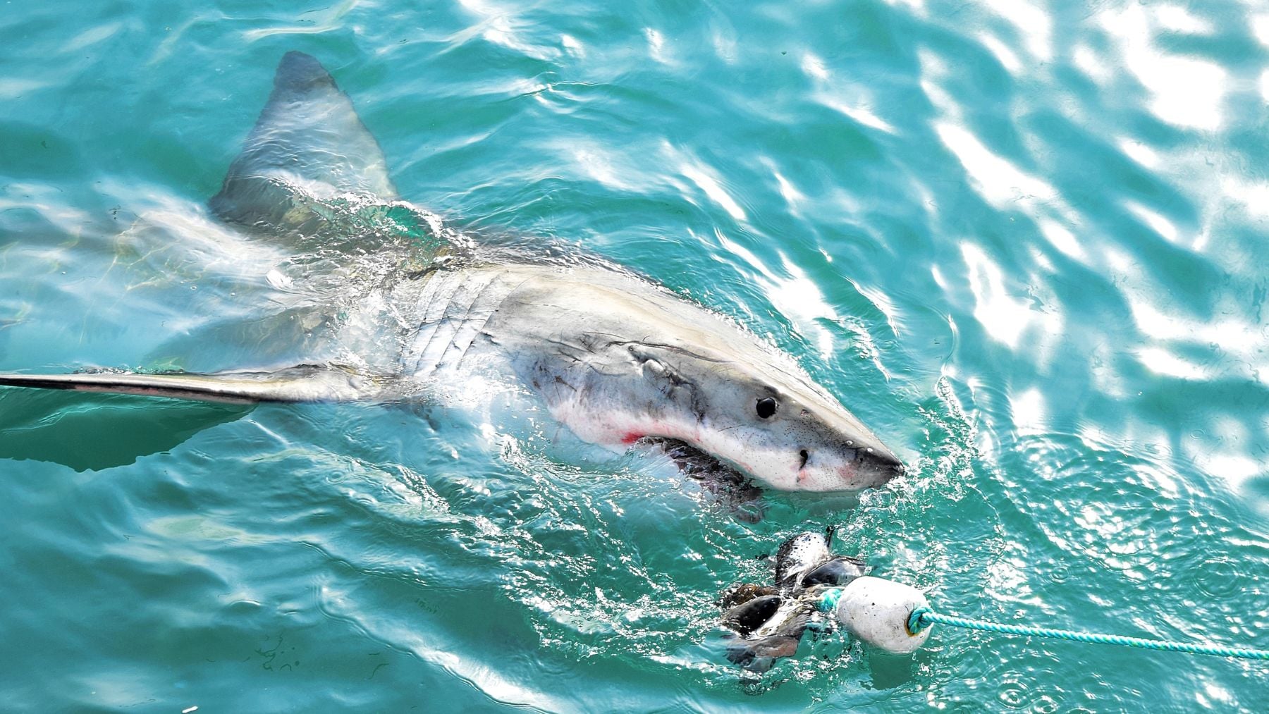 Suena cruel, pero la ciencia lo avala: en Australia se dedican a pescar tiburones (y es por una buena causa)