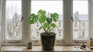 Raíces de tu planta