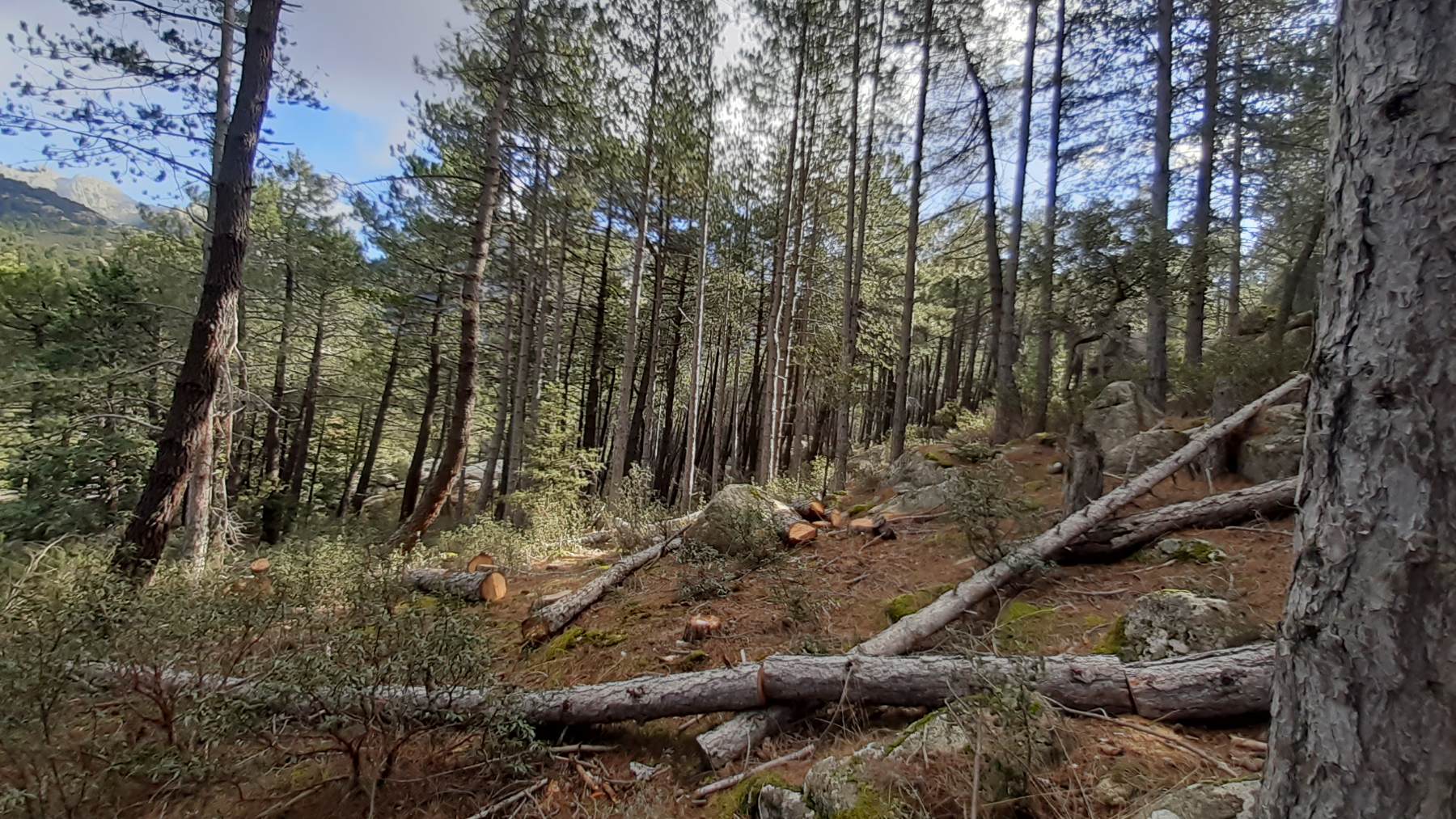Pinar en el Valle del Lozoya. (Foto: Comunidad de Madrid).