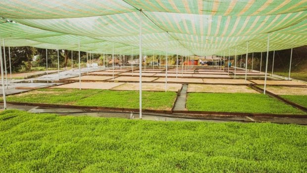 Vivero-Proyecto-Ubre