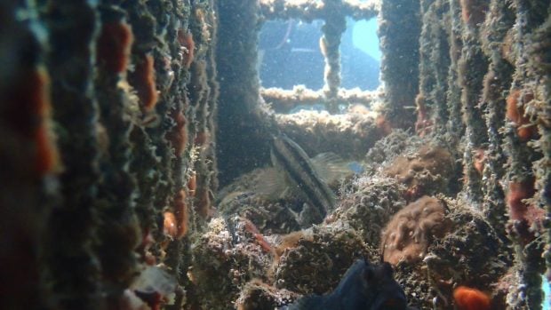 Ecosistema regenerado