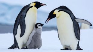 a los pingüinos en la Patagonia la invasión silenciosa que está arrasando con miles de ejemplares