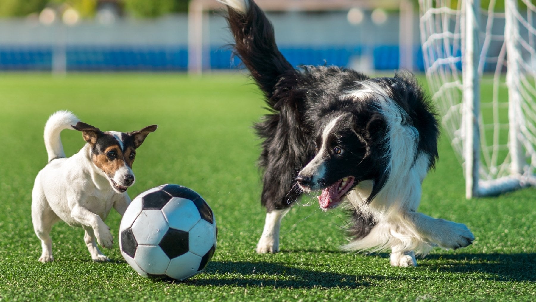 Parece una broma, pero es real: la señal que muchos no tienen en cuenta y que puede salvar la vida de tu perro