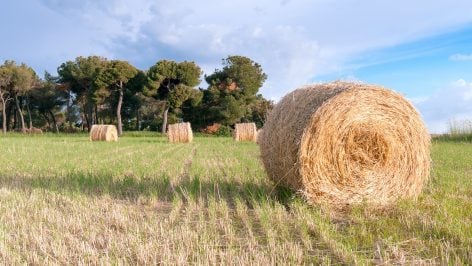 Un bosque se regenera