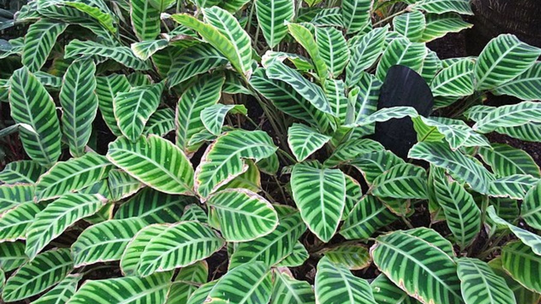 Calatea. Foto: Wikimedia Commons / Dominio Público