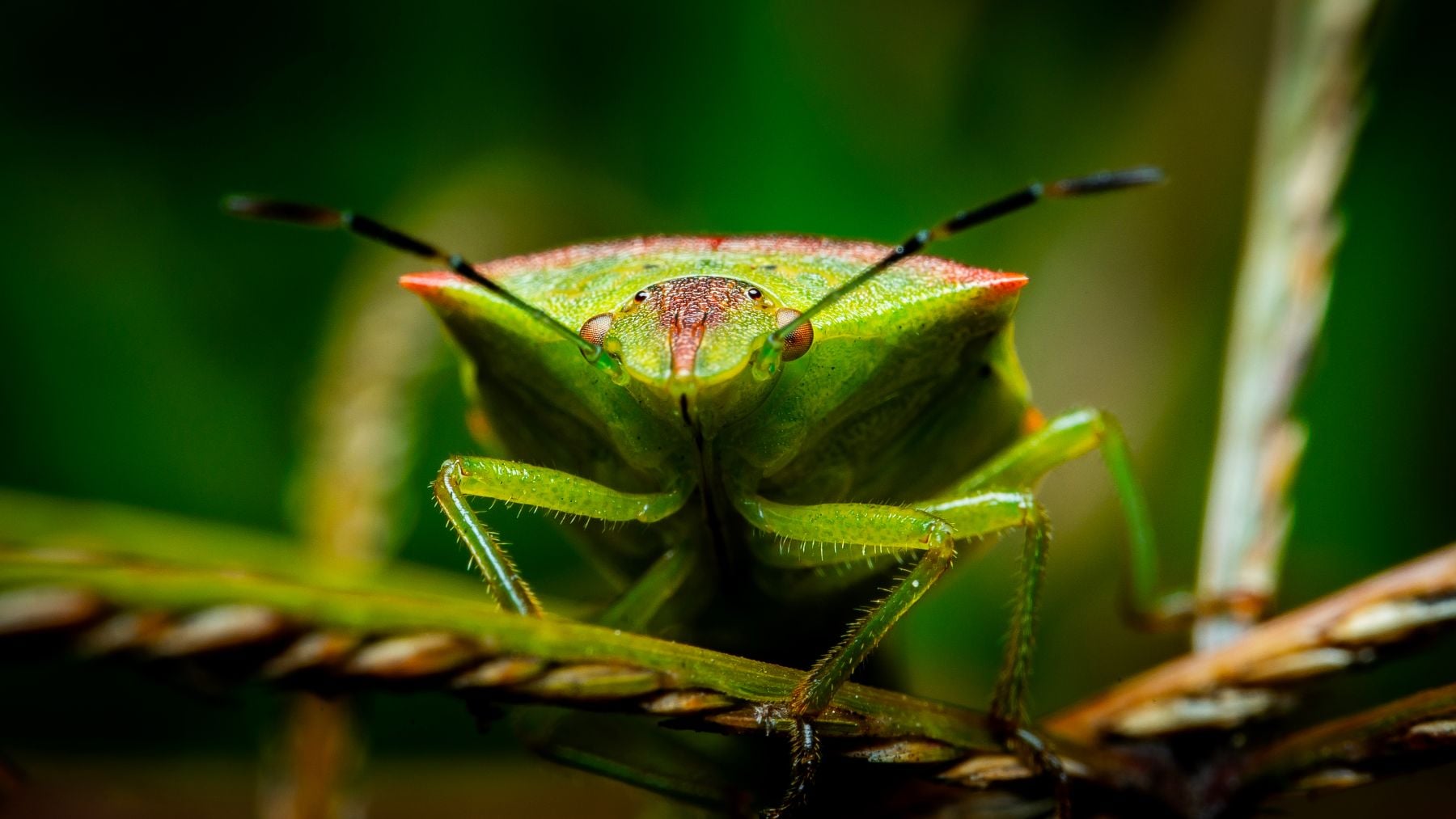 Chinche de escudo verde.