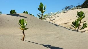 China consigue recuperar suelo degradado, proyecto de China recuperación del suelo, China usa biocostrar microbianas para recuperar tierra fértil, uno de cianobacterias en recuperación del suelo.