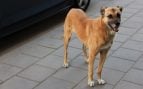 Perro en la calle