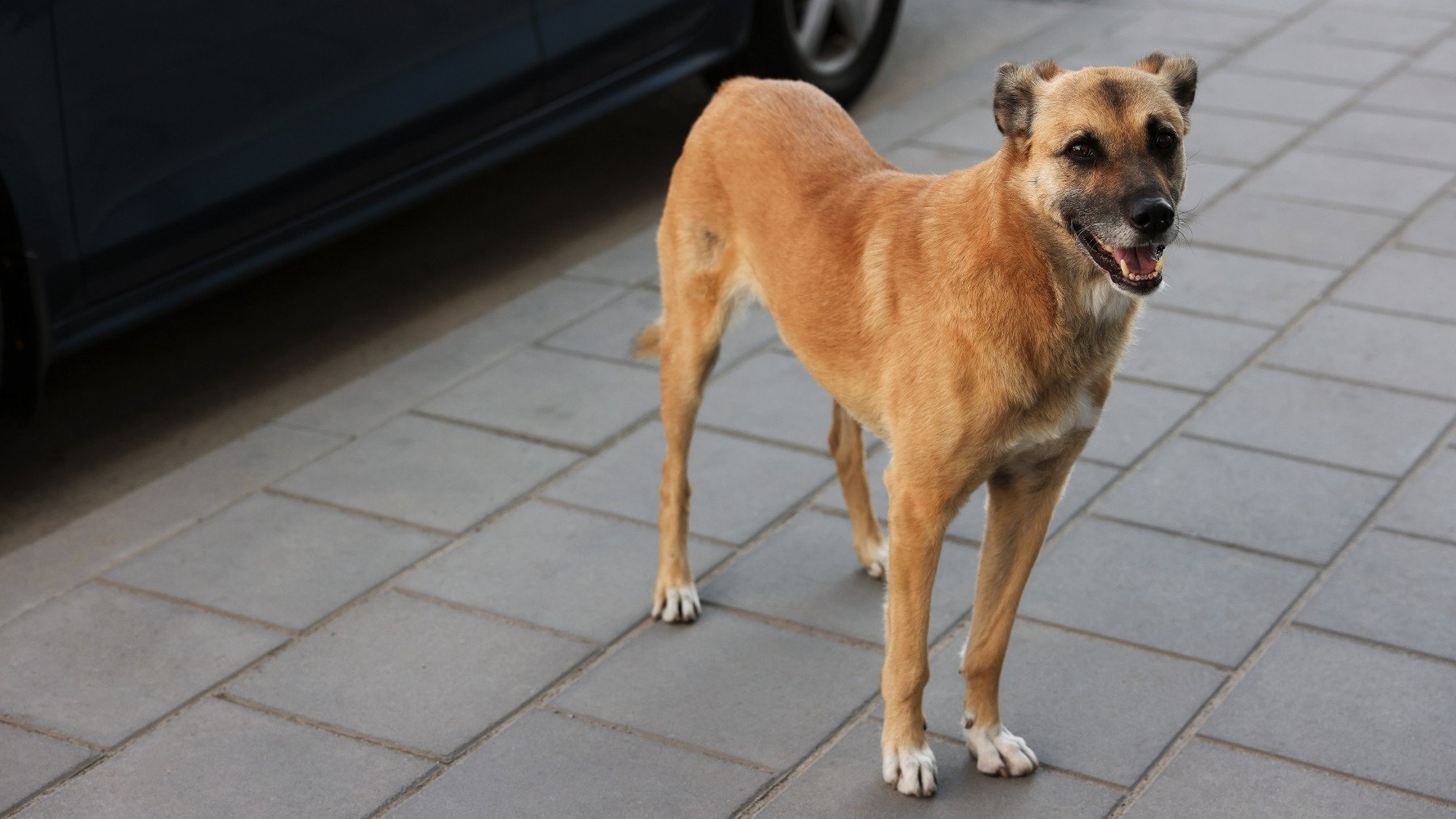 Esto es lo que debes hacer si te encuentras a un perro en la calle: lo dice la ley y es muy clara