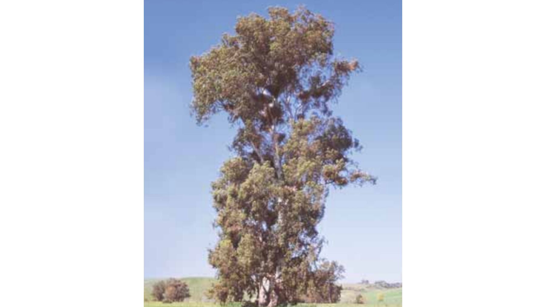 Eucalipto, &aacute;rboles, Sevilla