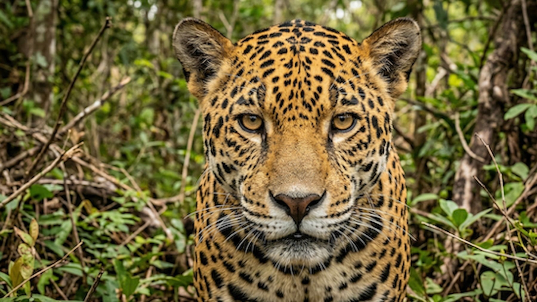 Estalla la emoción entre los zoólogos: avistan 2 cachorros salvajes y se confirma la reaparición en Argentina de este felino