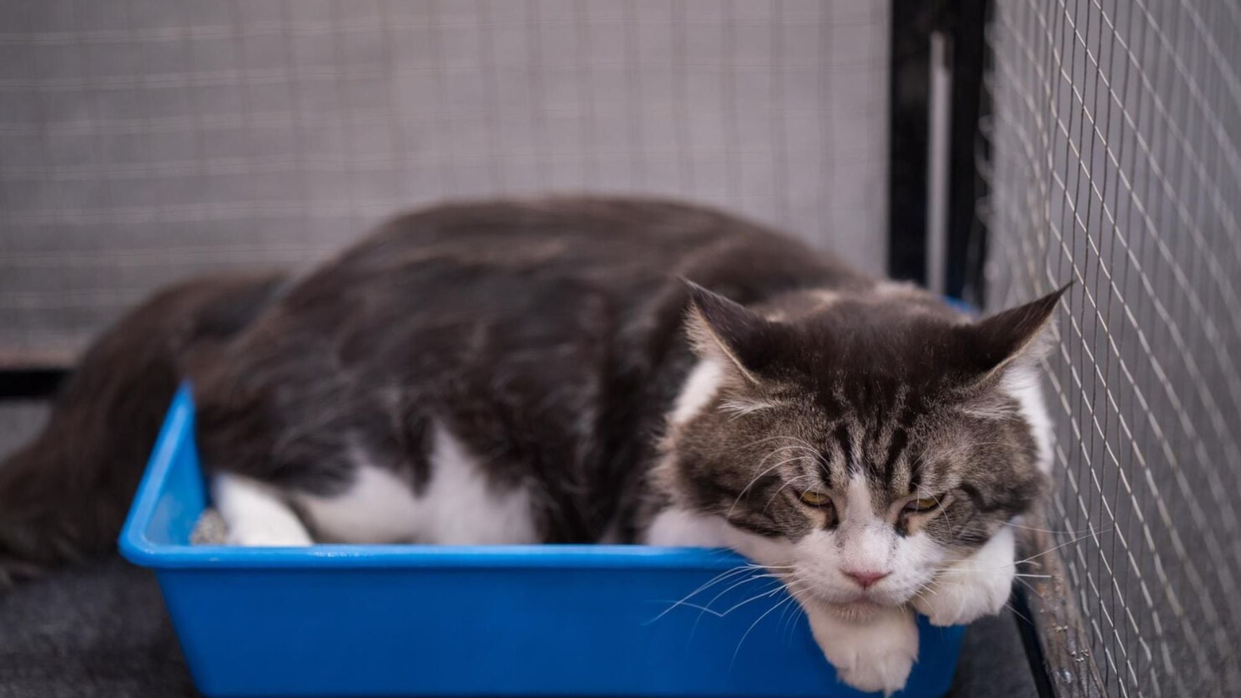 Los expertos alertan: si ves esto en tu gato, llévalo al veterinario cuanto antes (sobre todo si es macho)