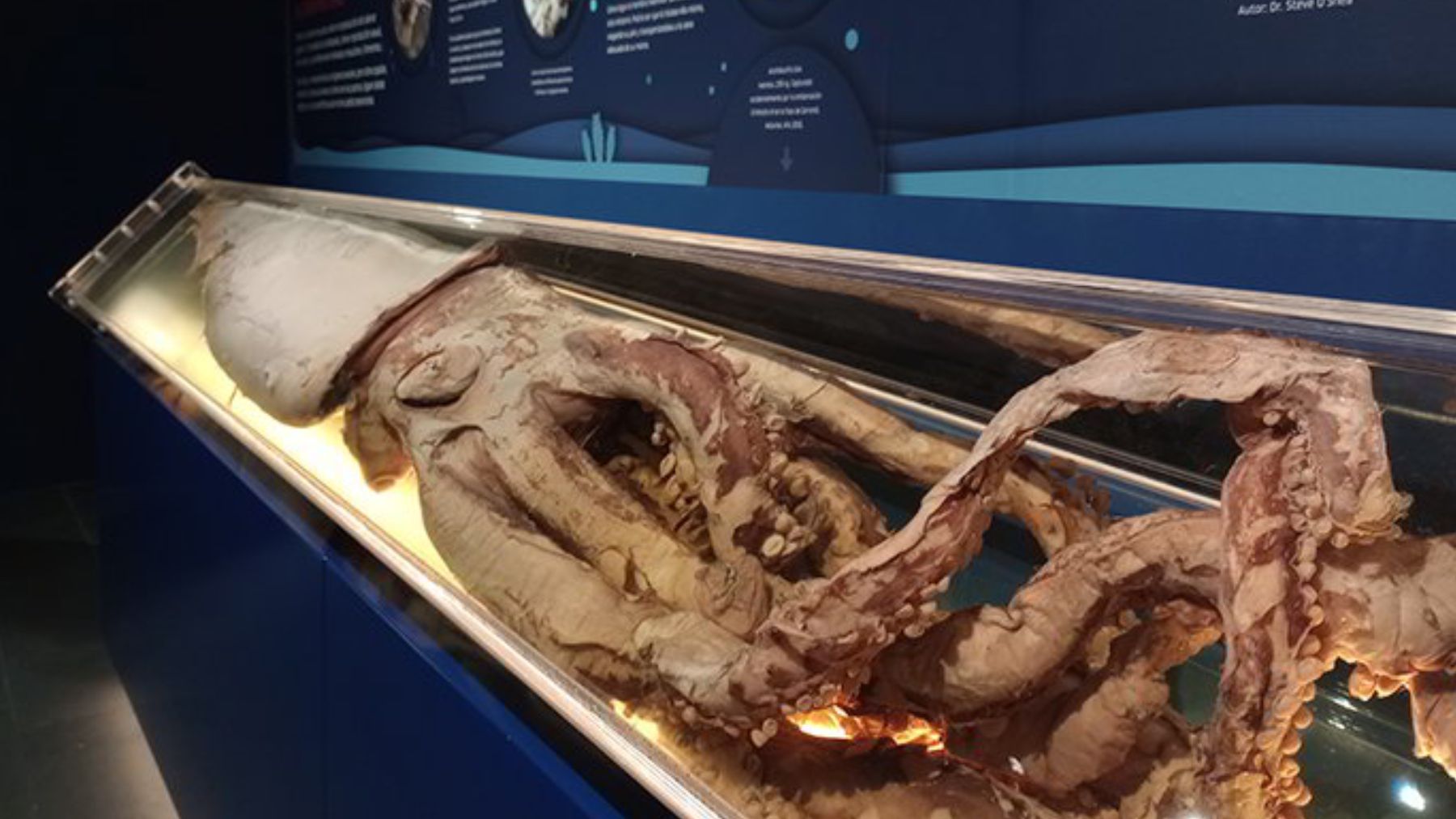 Asturias tiene uno de los museos más curiosos de España (y el único dedicado a esta temática en el mundo)