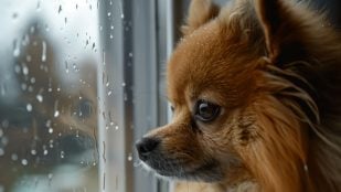 Perros, animales, mascotas