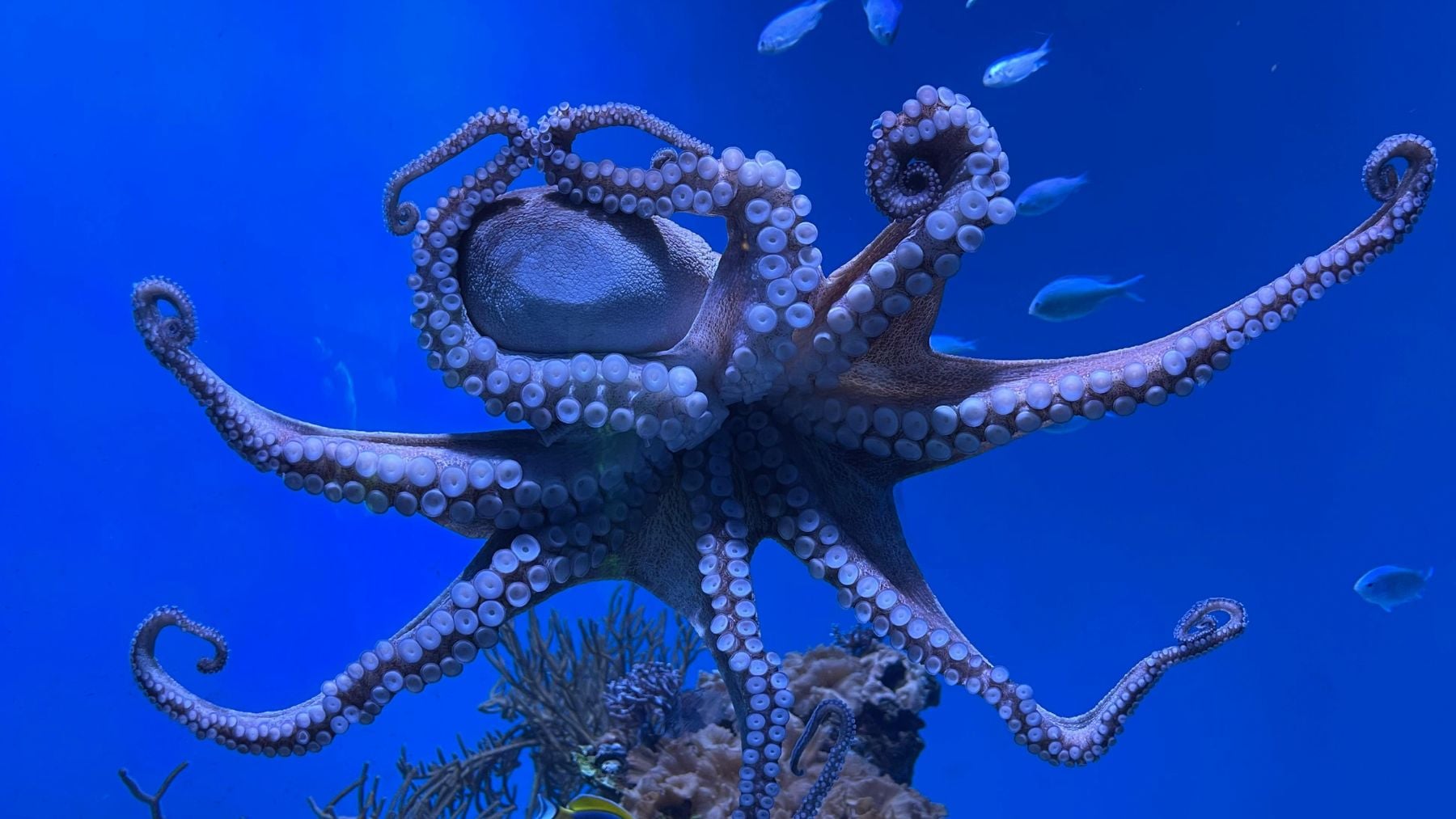 Brindis de emoción en la zoología mundial: identifican una nueva especie de pulpo tras 20 años de investigación