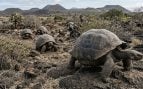 Tortugas, animales, Galápagos