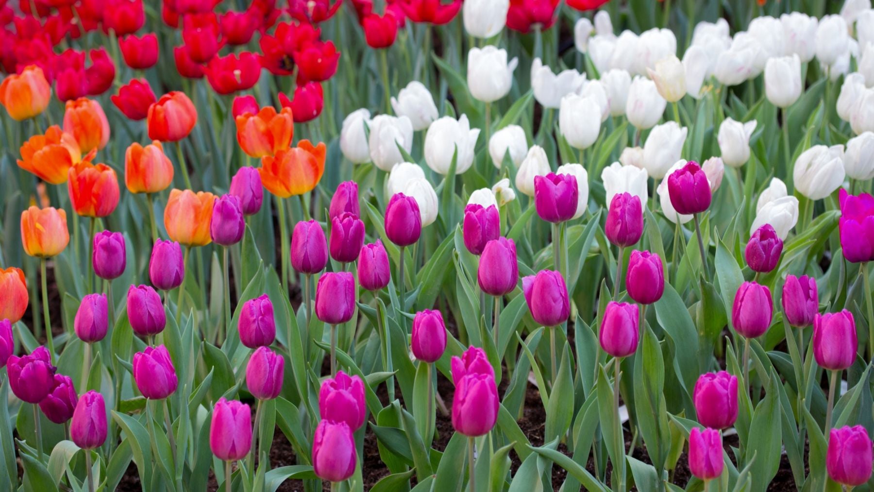 Tulipanes. Foto: Freepik