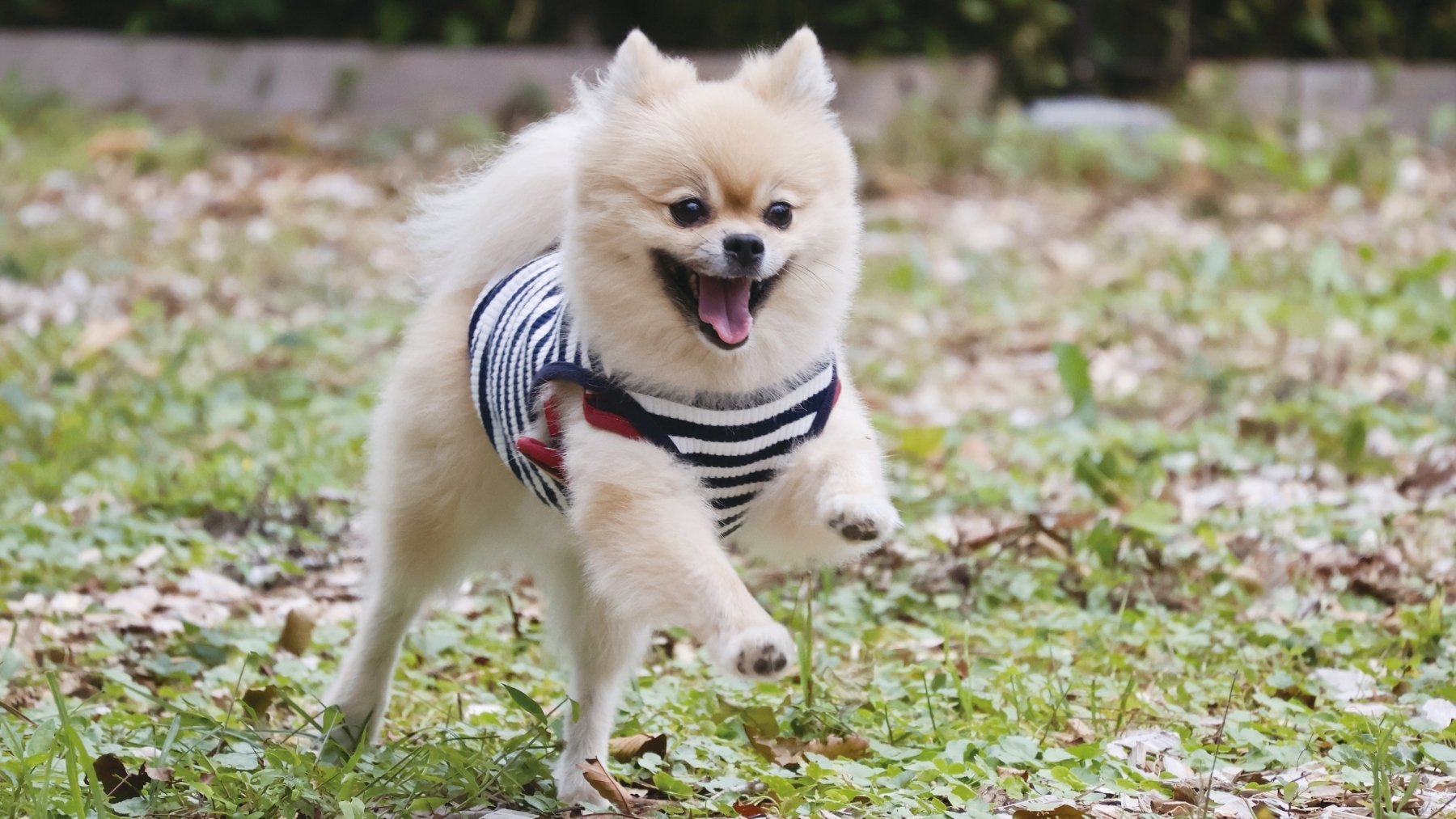 Alerta entre los veterinarios: la oruga procesionaria se adelanta y así debes proteger a tu perro del peligro