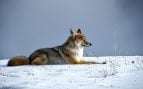 Híbrido entre los coyotes y los lobos, qué es un coywolf, nueva especie animal coywolf, coyolobos, mezcla de coyote y lobo.