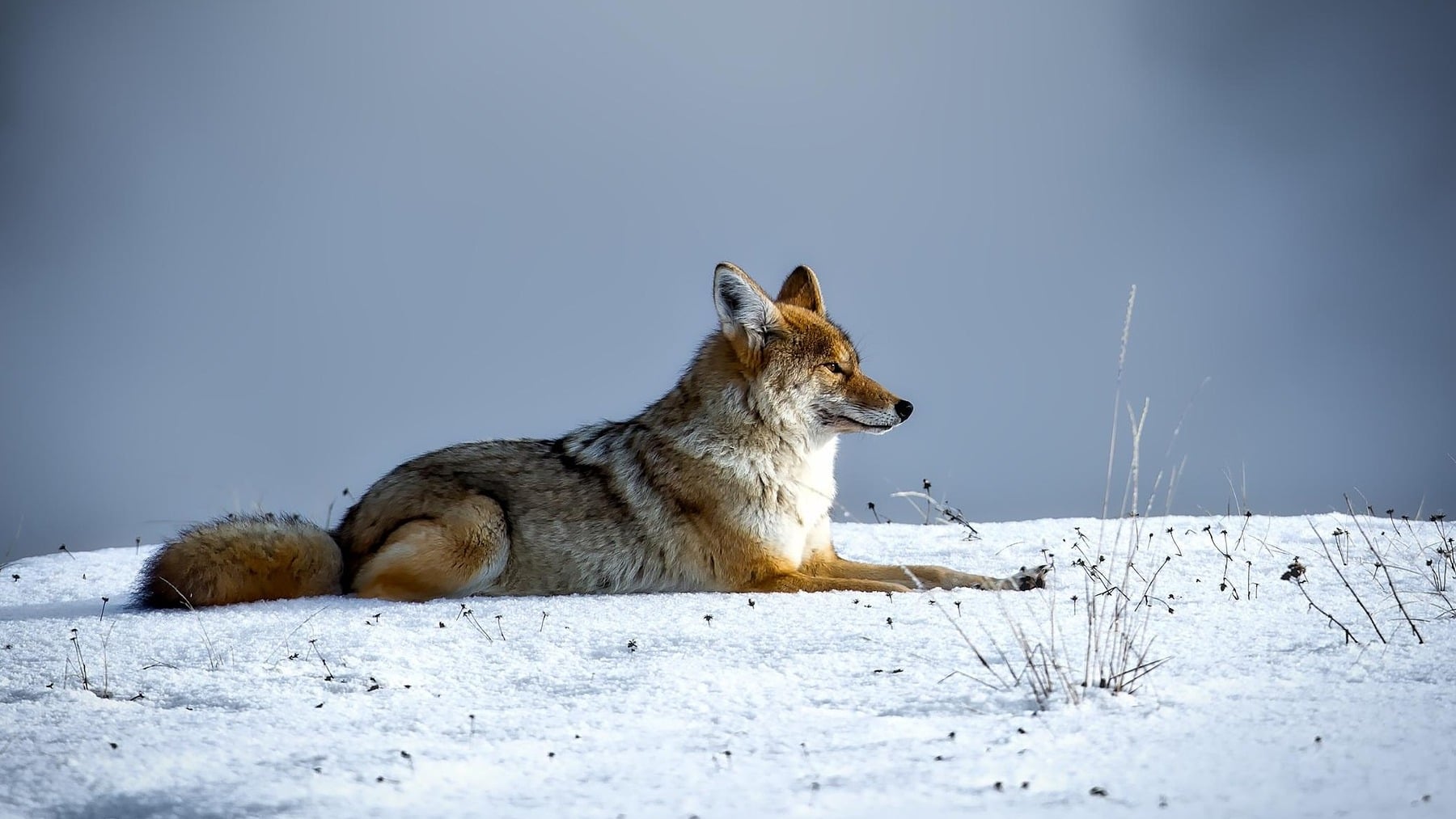 ¿Cómo se llama el híbrido entre coyote y lobo? El animal existe, pero los científicos no se ponen de acuerdo