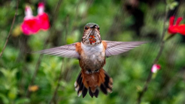 Pájaro volando sobre un jardín