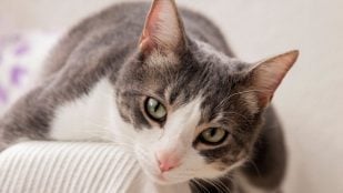 El aumento de maullidos en el gato suele ser el primer aviso de una patología grave o un entorno mal gestionado. (Foto: Freepik)