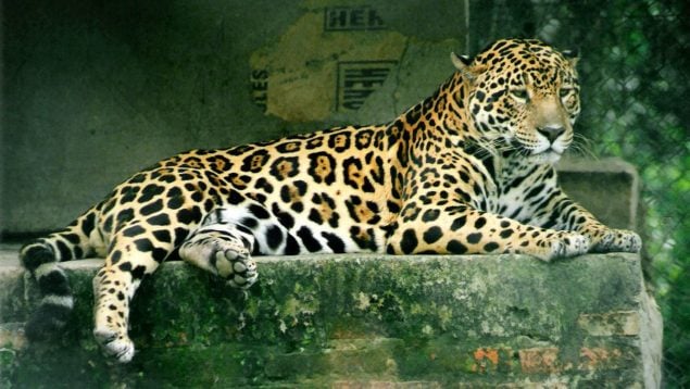 Un jaguar (Panthera onca), en un centro de rescate y rehabilitación de vida silvestre en la provincia de Formosa, Argentina. (Foto: Lea Maimone - Wikimedia Commons)