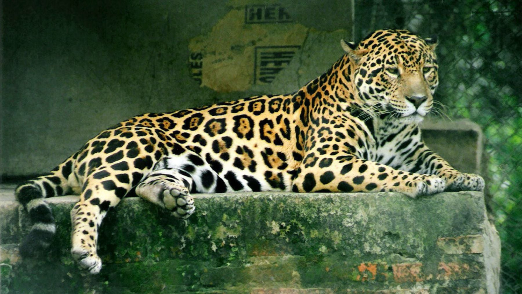 Los zoólogos brindan por el éxito: liberan por primera vez en la Amazonía boliviana un jaguar rescatado de los incendios
