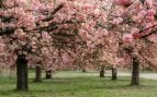 Los mejores sitios para ver los almendros en flor en Madrid