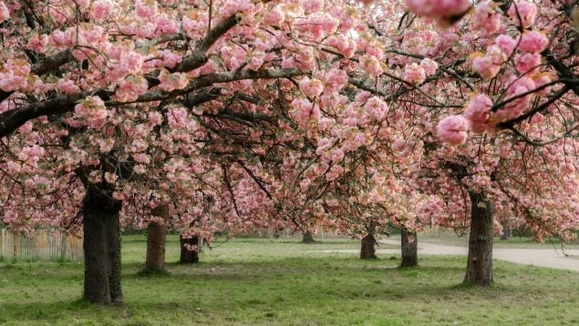Los mejores sitios para ver los almendros en flor en Madrid