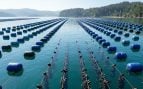 Representación de las bateas de mejillones situadas en una de las rías gallegas, cuya capacidad de carga y sostenibilidad analizan ahora expertos del CSIC.