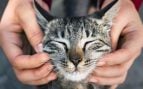 Estudios científicos detallan las funciones biológicas y de autocuración que hay detrás del ronroneo en los gatos domésticos. (Foto: Freepik)