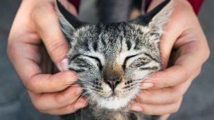 Estudios científicos detallan las funciones biológicas y de autocuración que hay detrás del ronroneo en los gatos domésticos. (Foto: Freepik)