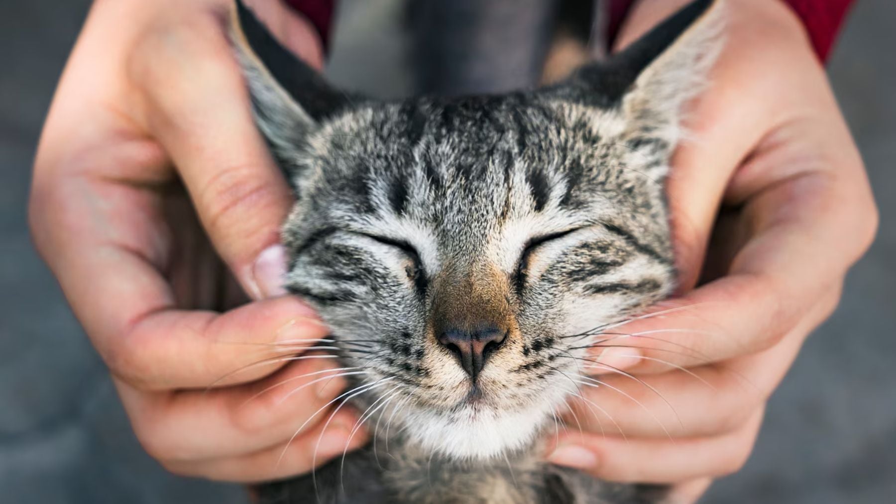 Todos los gatos ronronean, pero no es porque se vayan a dormir: la ciencia explica el motivo