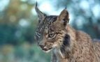 lince ibérico ejemplares