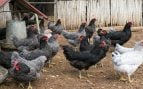Gallina de Extremadura en peligro de extinción, qué es la gallina extremeña azul, gallinas autóctonas de Extremadura.