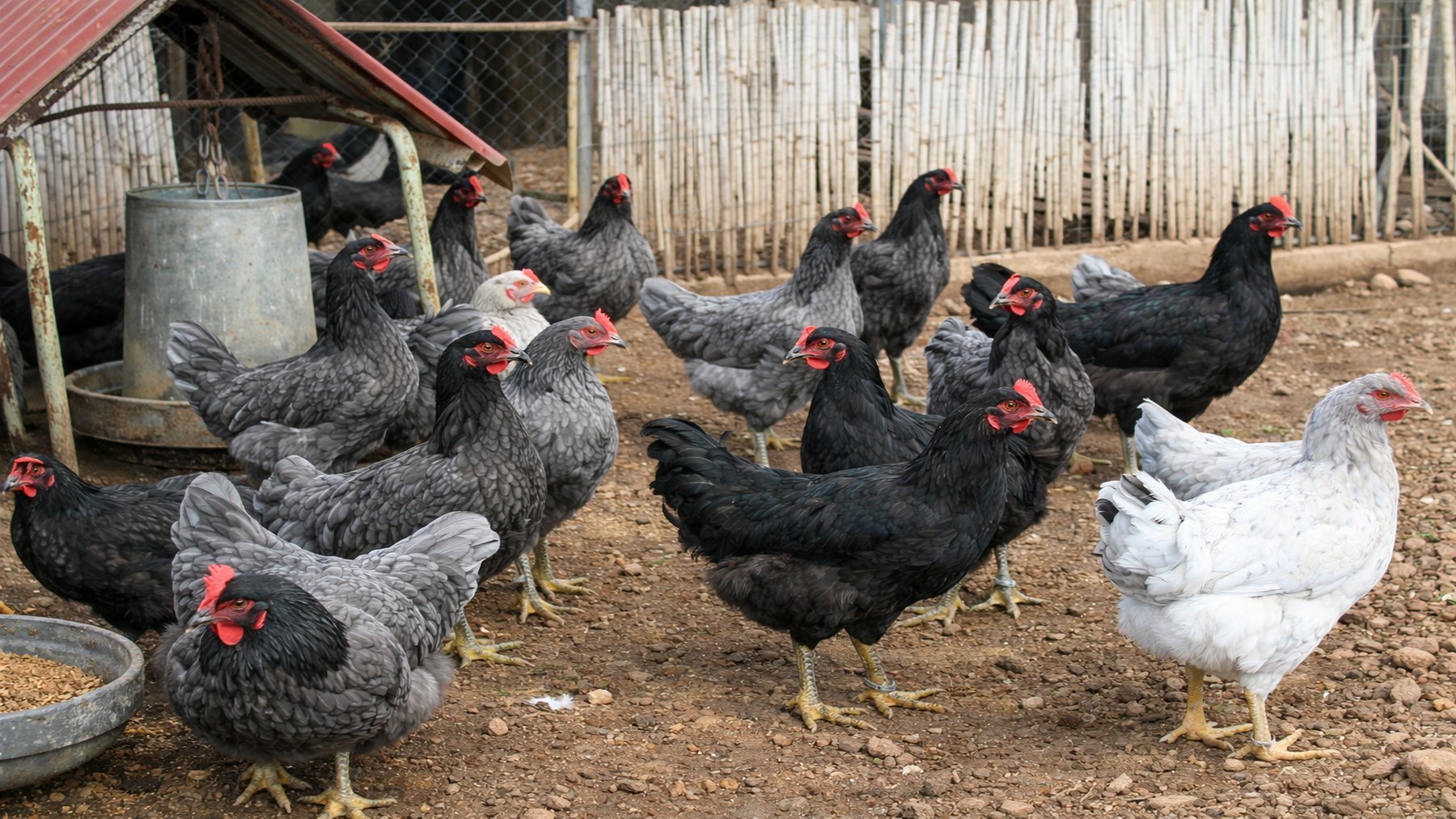 El animal más raro de la ganadería española sólo existe en Extremadura, es